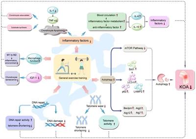 What improvements do general exercise training and traditional Chinese exercises have on knee osteoarthritis? A narrative review based on biological mechanisms and clinical efficacy